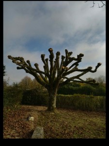 Photo de galerie - Elagage et coupe d'arbres