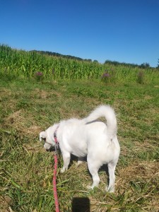 Photo de galerie - Garde chien