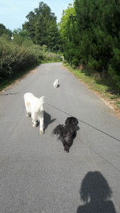 Photo de galerie - Promenade avec trois chiens 
