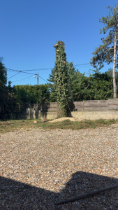 Photo de galerie - Abattage 