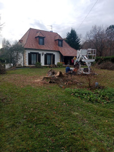 Photo de galerie - Abattage d'un chêne