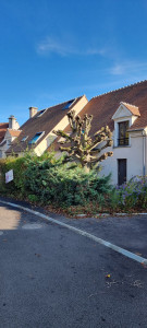 Photo de galerie - élagage tilleuls 