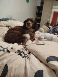 Photo de galerie - Oscar 