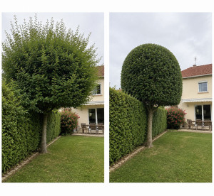 Photo de galerie - Taille arbre boule 
bouche à oreille 
Merci à vous 
? client satisfaite 