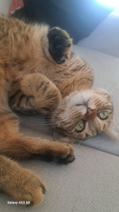 Photo de galerie - Garde de chat à mon domicile ou visite à votre domicile.  