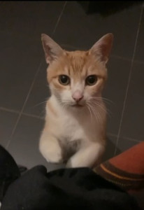 Photo de galerie - Voici Noisette, un petit chat que je régulièrement