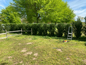 Photo de galerie - Taille de haies 