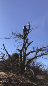 Photo de galerie - Elagage et coupe d'arbres