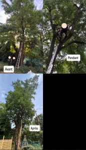 Photo de galerie - À la demande du client, élagage de deux arbres comprenant celui ci. Un léger élagage a été produit sur ces arbres permettant de retirer des branches tombant dans leur jardin et près de la toiture ainsi que sur le trottoir côté rue.