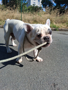 Photo de galerie - Garde à mon domicile pendant 20 jours!!