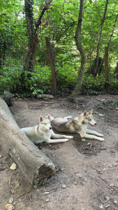 Photo de galerie - Stage dans une association avec des huskys sibériens