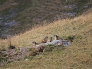 Photo de galerie - Famille de marmottes