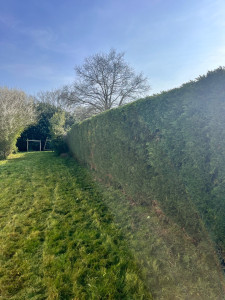 Photo de galerie - Taille de haie 