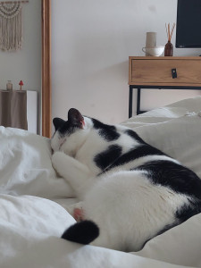 Photo de galerie - Mon chat Athéna !