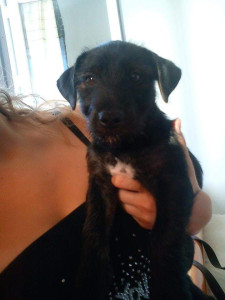 Photo de galerie - Garde chien
