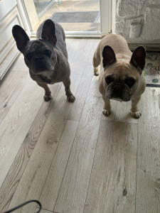 Photo de galerie - Nala une bouledogue avec mon chien 