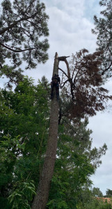Photo de galerie - Elagage et coupe d'arbres