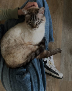 Photo de galerie - Oxbow , notre chat 