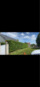 Photo de galerie - Entretien de jardin 