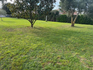 Photo de galerie - Tonte d un jardin et débroussailleuse 