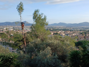 Photo de galerie - étêtage de 3 pin pour améliorer la vue 