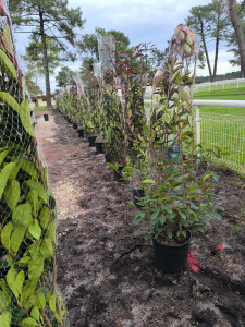 Photo de galerie - Plantation de haie 