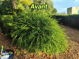 Photo de galerie - Avant: Taille 