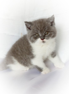 Photo de galerie - Garde de chats