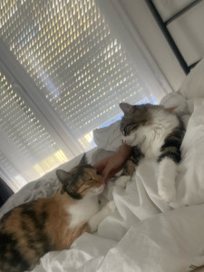 Photo de galerie - Garde de chats 