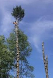 Photo de galerie - Elagage et coupe d'arbres