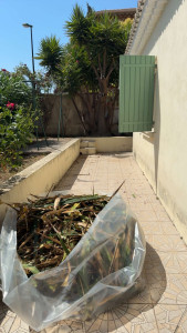 Photo de galerie - Taille d’un yucca à la demande du client 
