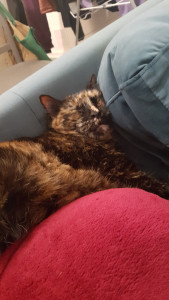 Photo de galerie - Chat entre de bonne main