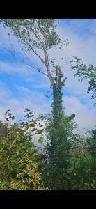 Photo de galerie - Abbatage d'un peuplier 