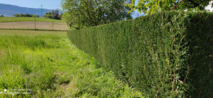 Photo de galerie - Paysagiste - Aménagement du jardin