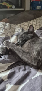 Photo de galerie - Garde chat