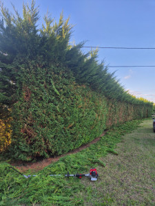 Photo de galerie - Taille de haie, hauteur 4m et longueur 25m 