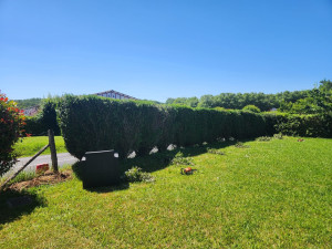 Photo de galerie - Traitement de Ronce + taille de haie 