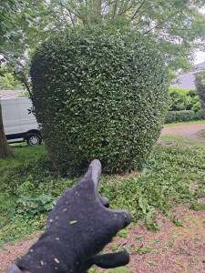 Photo de galerie - Taille de haie 