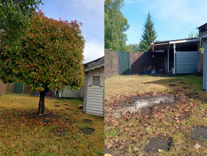 Photo de galerie - Retrait d'un photinia de 3m