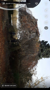 Photo de galerie - Elagage et coupe d'arbres