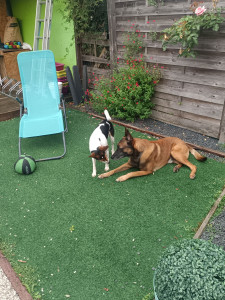 Photo de galerie - Garde chien