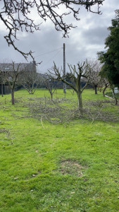 Photo de galerie - Elagage et coupe d'arbres