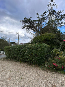 Photo de galerie - Rabattage d’une haie de fusain et de troène