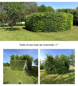 Photo de galerie - Taille et rabattage d’une haie de charmille