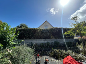 Photo de galerie - Elagage et coupe d'arbres