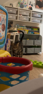 Photo de galerie - Garde chat à mon domicile 