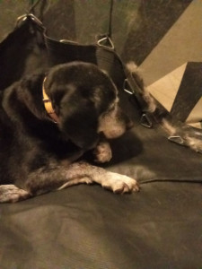 Photo de galerie - Ma chienne poser sur le canaper 