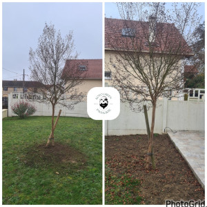 Photo de galerie - Transplantation professionnelle d’un Lagerstroemia – Avant / Après