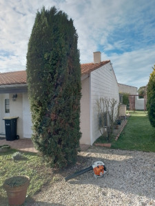 Photo de galerie - Remise en forme d'un cyprès colonne.
