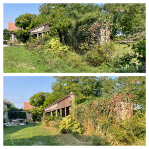 Photo de galerie - Remise en état d’un massif plus taille de haie de Lierre et de Bignone qui montais sur le toit 